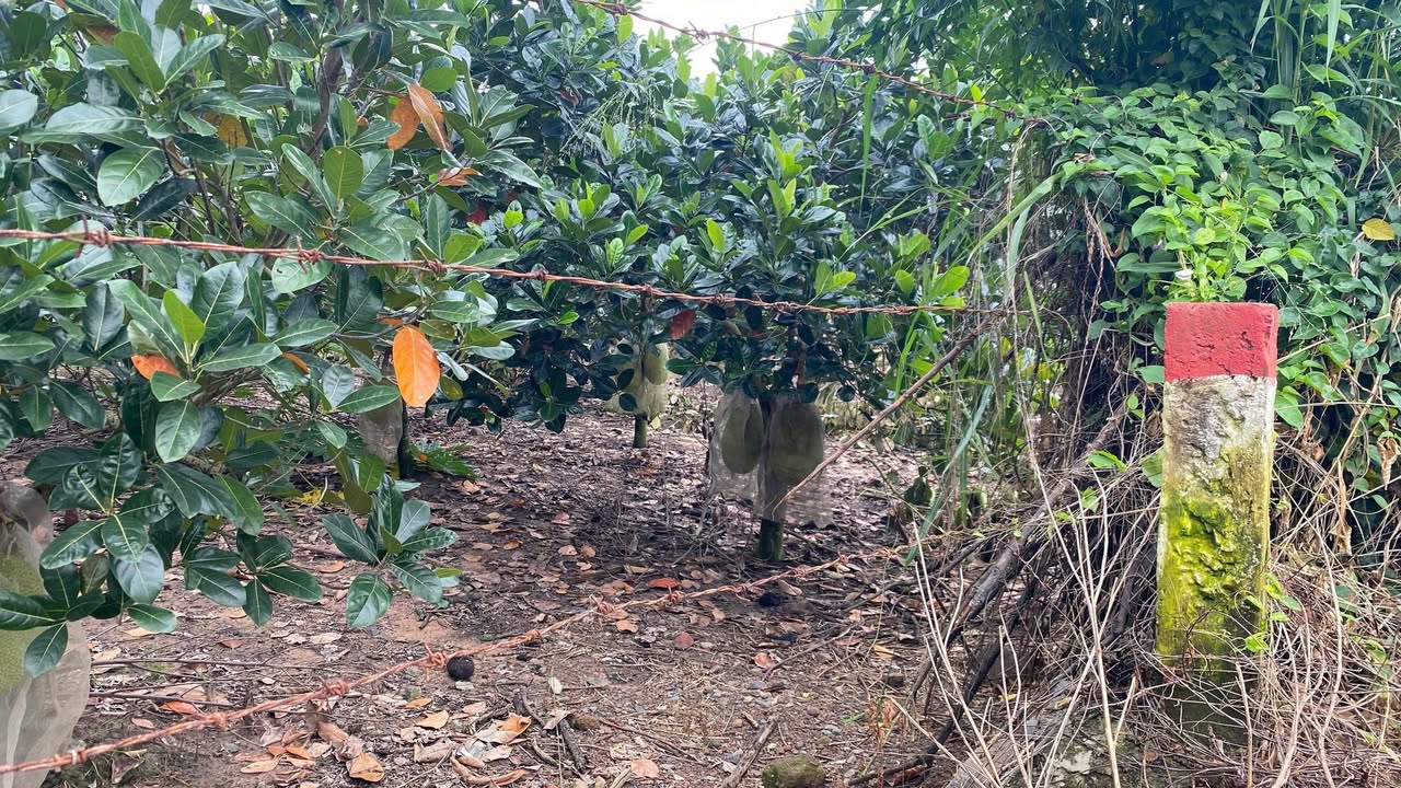 Đất nền Đoàn Trung Còn, Đất Đỏ 320m² giá 1.45 tỷ - Đầu tư sinh lời ngay!