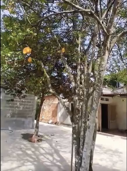 Nhà vườn Trung Lập Hạ, Củ Chi 1032m² giá 6.8 tỷ - Pháp lý rõ ràng, sổ đỏ chính chủ!