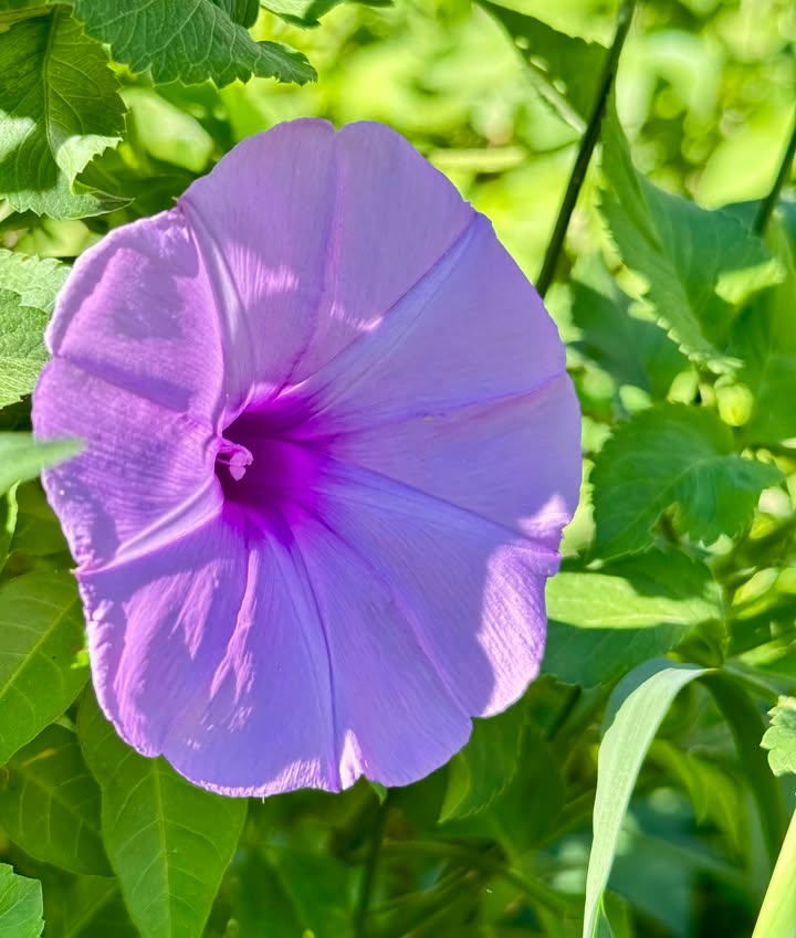 Đất chính chủ ngay hẻm 44 Trương Định, TP Kon Tum 85m² giá chỉ 700 triệu - Cơ hội đầu tư hấp dẫn!