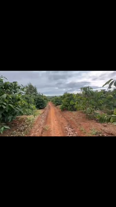 Farm 2,2ha tại Đắk Lắk giá 5,3 tỷ - Đầu tư sinh lời ngay!