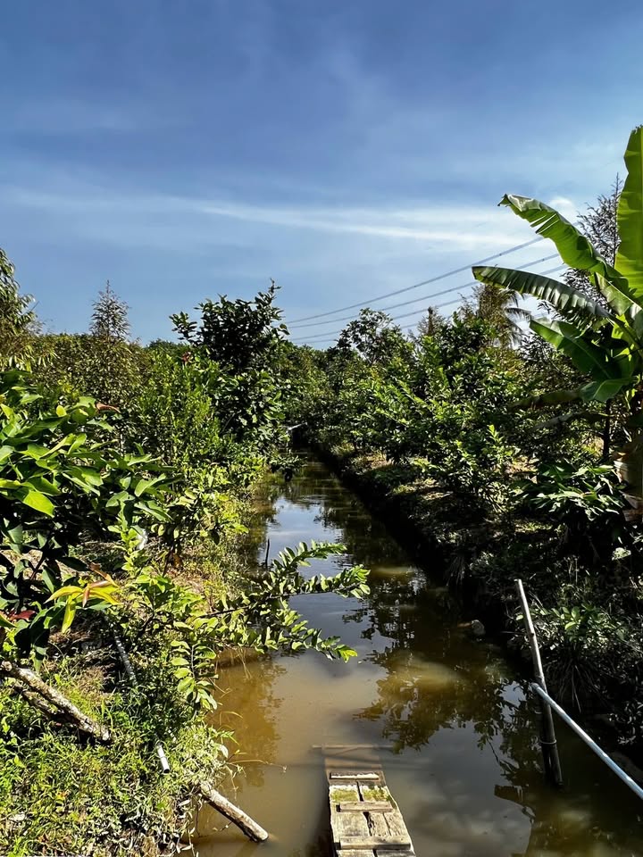 Đất nền 2000m² tại Sơn Định, Chợ Lách giá 1.3 tỷ - Đường xe hơi vào tận nơi!