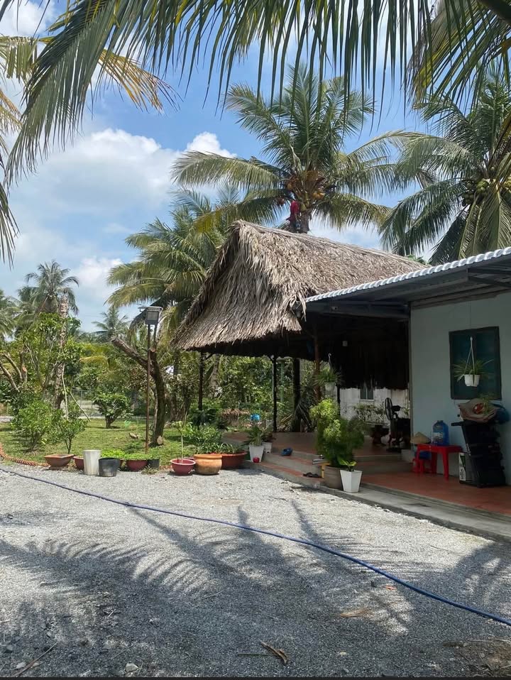 Nhà vườn 4000m² tại ấp Ruột Ngựa, Vũng Liêm - Giá thỏa thuận hấp dẫn!