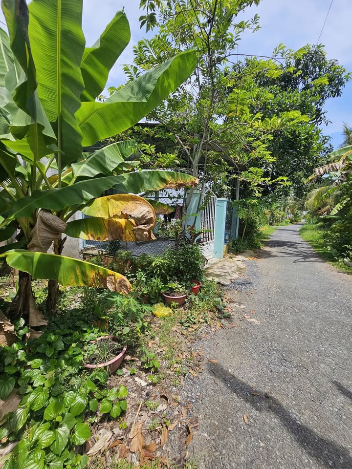 Đất thổ cư đường nhựa 4m tại Vĩnh Long, 112m² chỉ 579 triệu - Cơ hội đầu tư lý tưởng!