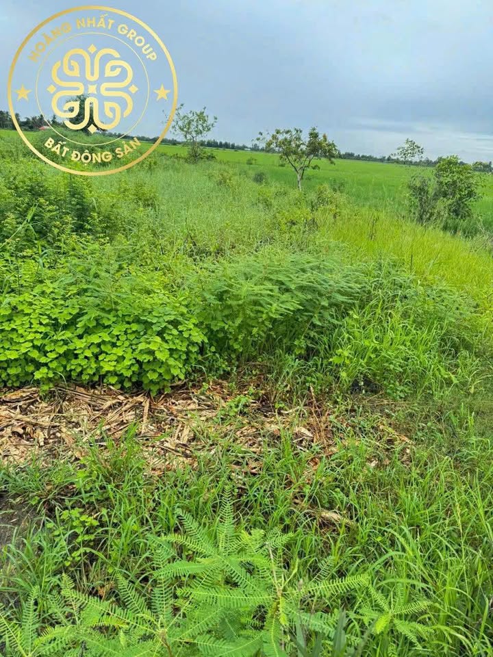 Đất nền thổ cư 100% tại Ông Muộn, Lý Văn Lâm, Cà Mau - Giá chỉ 530 triệu!