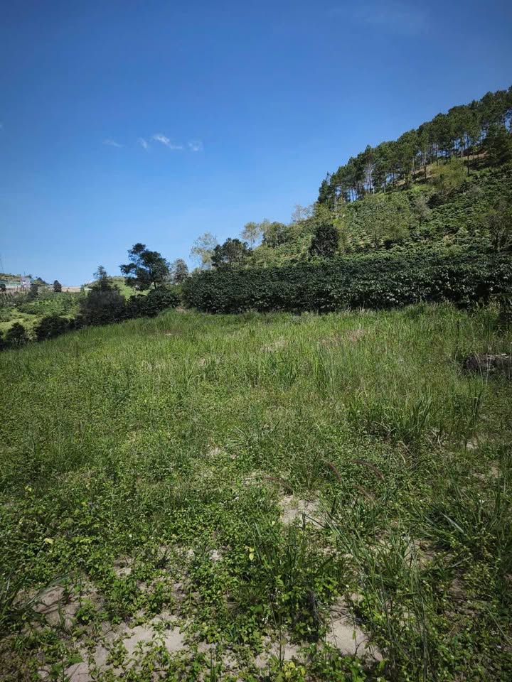 Đất nền Phú Sơn, Lâm Hà 7200m² giá 490 triệu - Cơ hội đầu tư hấp dẫn!