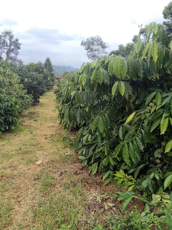 Đất nền Thị xã Thuận An 880m² giá 2.8 tỷ - Đường ô tô vào tận nơi!