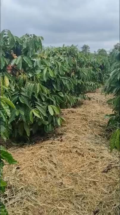 Farm Đắk Mil 12,000m² giá 3.65 tỷ - Bê tông tận rẫy, đất bằng phẳng!