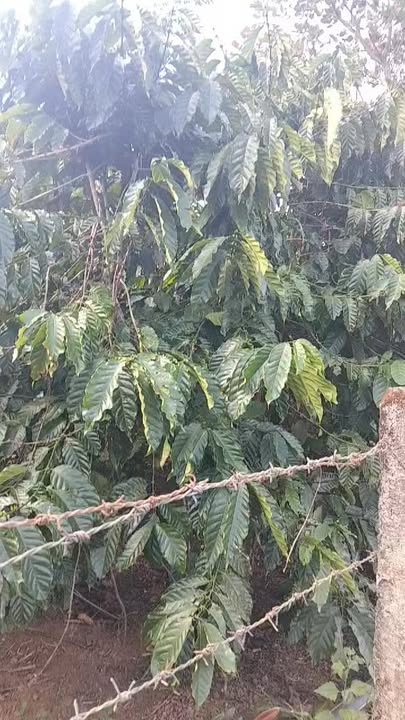 Đất Farm 1.2ha tại xã Ia Chia, Gia Lai - Giá chỉ 1.5 tỷ, thương lượng hợp lý!