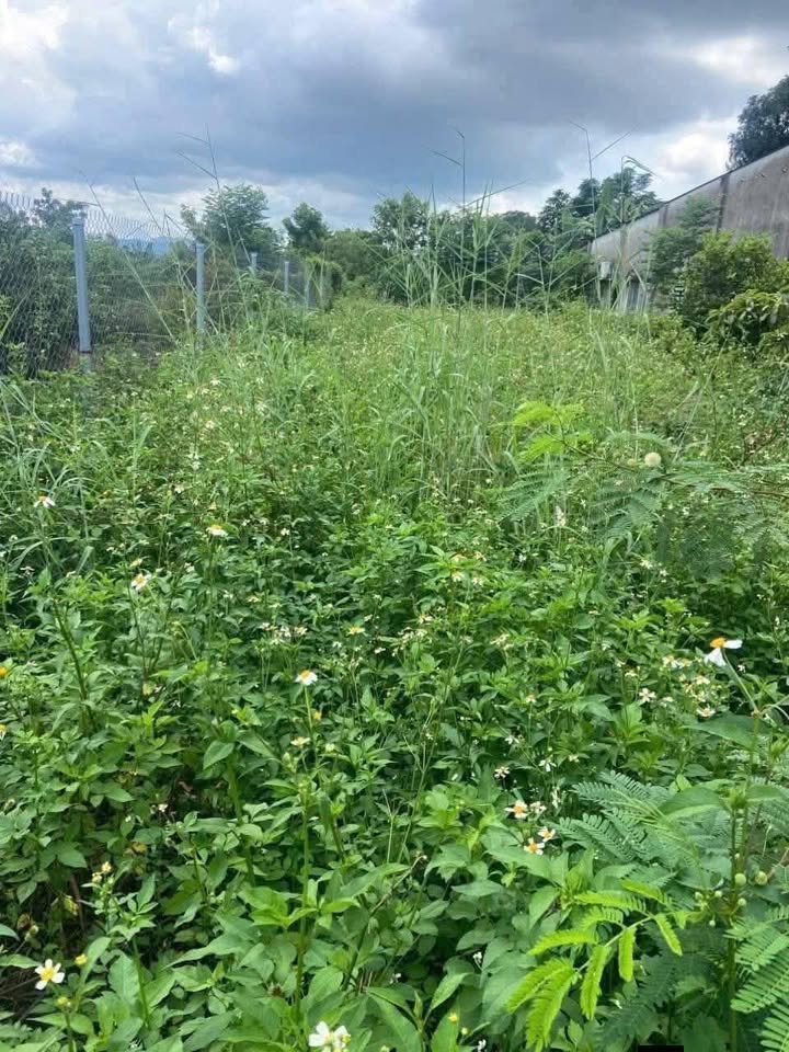 Đất nền Tân Phú Đồng Nai 1400m² giá 25.2 tỷ - Mặt tiền đường bê tông rộng rãi!