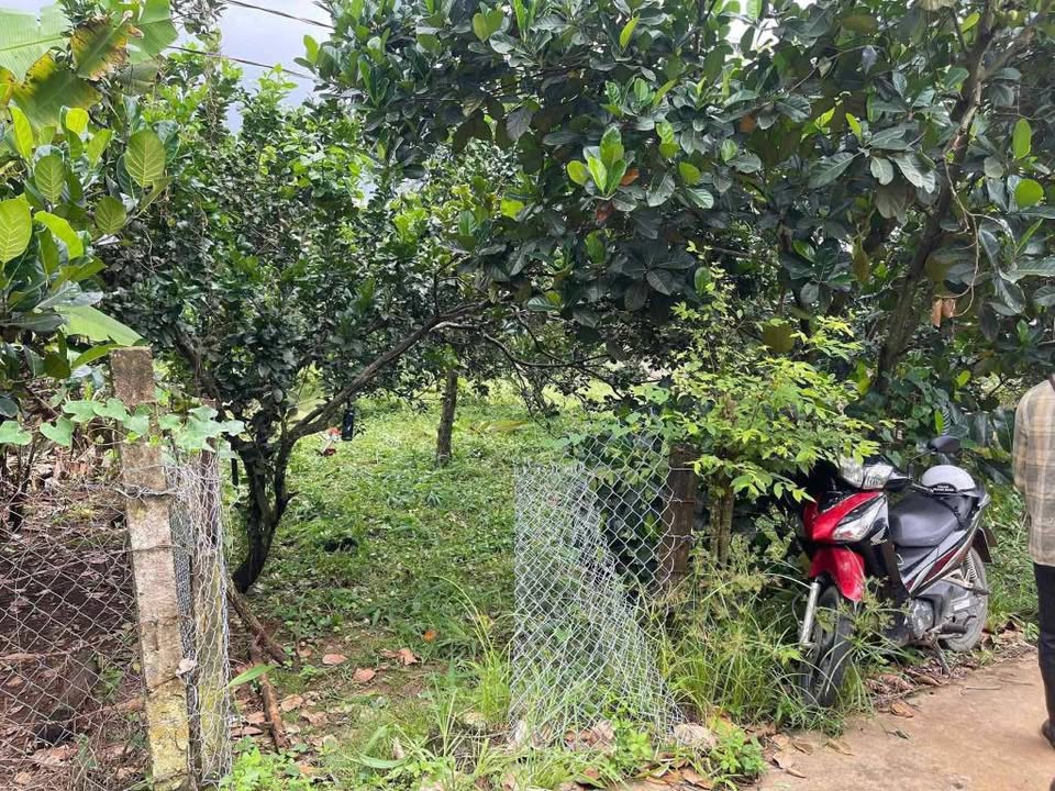 Đất nền Trà Cổ Tân Phú 1000m² - Giá chỉ 650 triệu, bớt lộc!