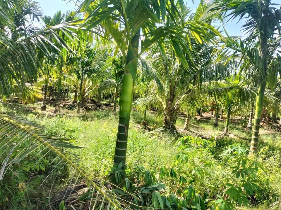 Đất vườn 3700m² giá 1.399 tỷ - Đầu tư sinh lời ngay tại TP Sóc Trăng!