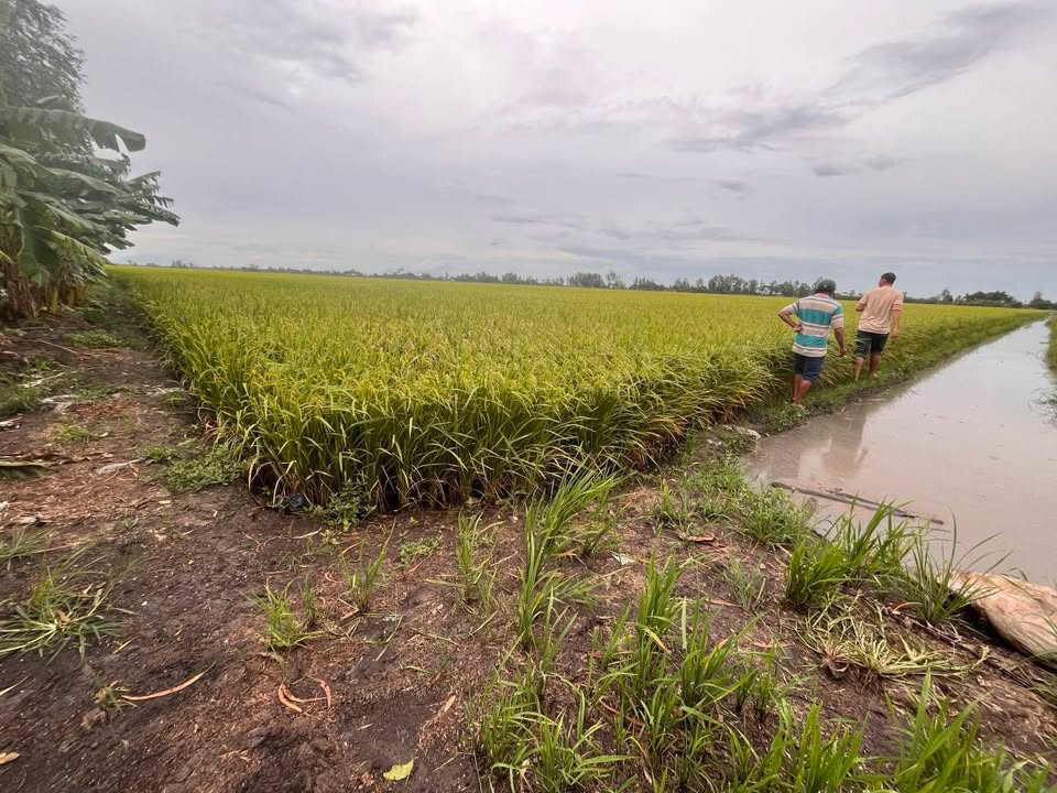 Đất lúa 14.500m² xã Vĩnh Phú - Giá đầu tư tốt chỉ 1.523 tỷ!