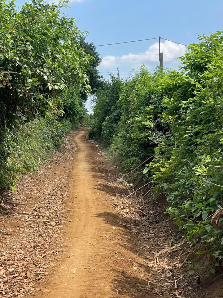 Đất Nông Nghiệp 7 sào tại Sơn Thành Đông, Tây Hòa - Giá chỉ 400 triệu!