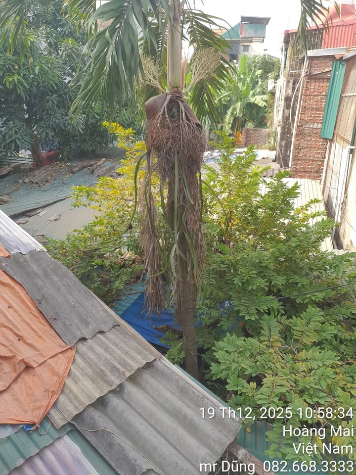 Đất nền Tân Mai Hoàng Mai 160m² giá 16 tỷ - Cơ hội đầu tư sinh lời tuyệt vời!