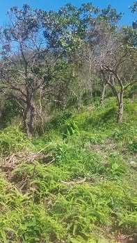 Đất nền xã Phước Sơn, huyện Bù Đăng, 2.8 héc - Sổ đỏ chính chủ, giá tốt!