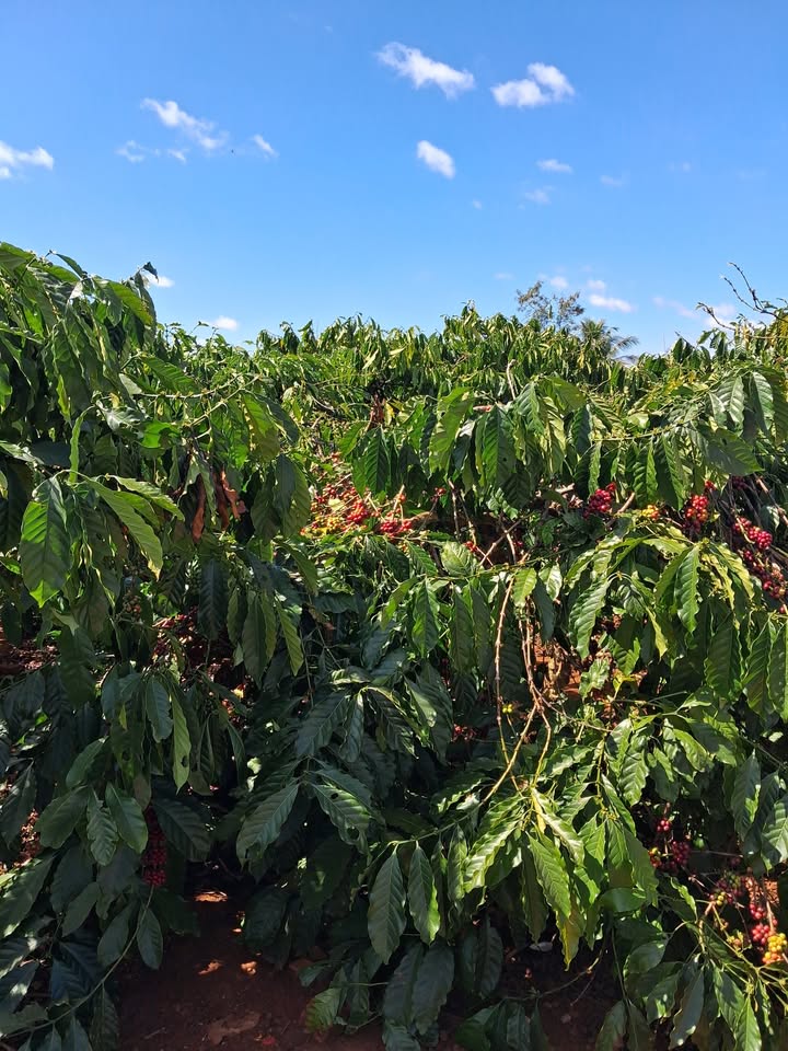 Đất nền thôn 1, xã Ia Blang, huyện Chư Sê 2630m² giá 2.735 tỷ - Cơ hội đầu tư tiềm năng!