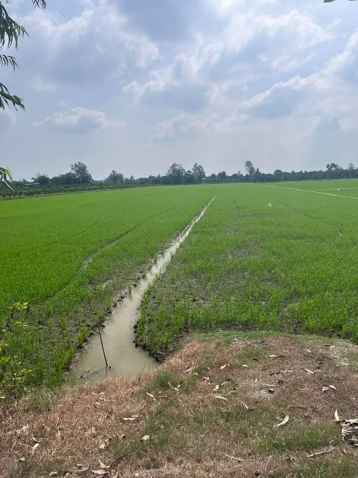 Đất nông nghiệp Tân Phước 17100m² giá 9.3 tỷ - Cơ hội đầu tư hấp dẫn!