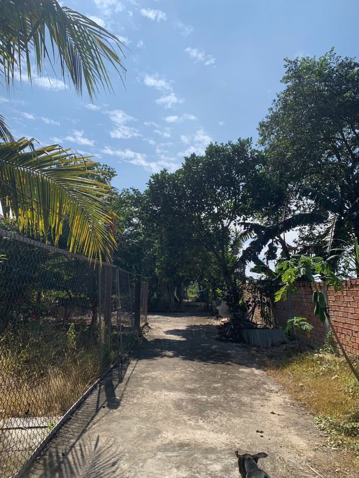 Đất mặt tiền đường tỉnh 943, phường Mỹ Hòa, 15.000m² - Đầu tư sinh lời ngay!