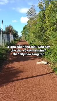 Farm 4,4ha sầu riêng tại AL Bá, Chư Sê, Gia Lai - Lô góc 2 mặt tiền, đất đỏ bazan