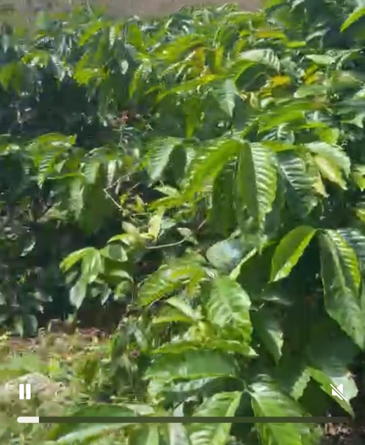 Đất nền 1 ha 9 xã Ea Ral giá 4.1 tỷ - Cơ hội đầu tư tốt!