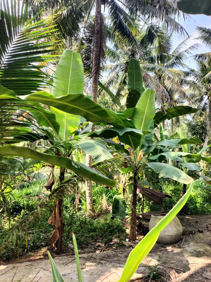 Đất vườn 1000m² tại Đông Hòa, Châu Thành - Giá chỉ 850 triệu VND!