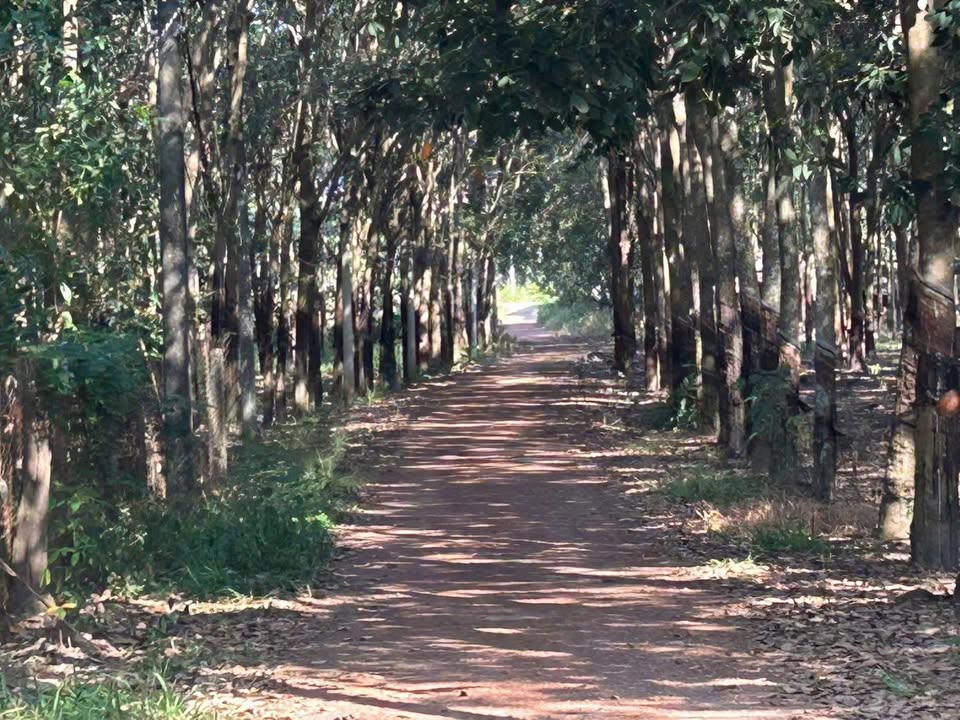 Đất Phước Thành Phú Giáo 2,7ha giá 5,5 tỷ - Tiềm năng phát triển lớn!