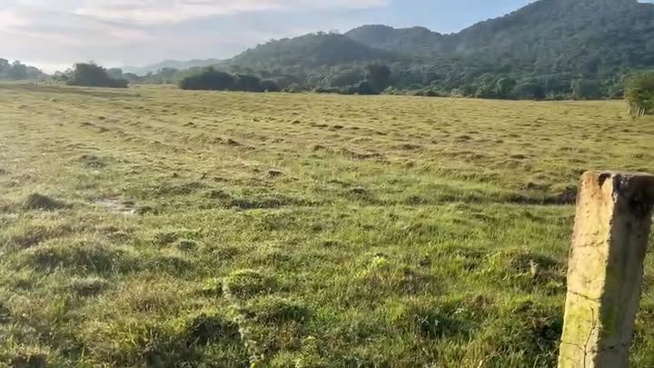 Đất Farm 3ha Thuận Minh, Hàm Thuận Bắc giá chỉ 2.55 tỷ - Cơ hội đầu tư tuyệt vời!