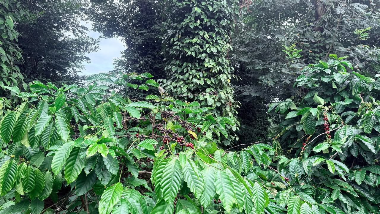 Đất nông nghiệp tại thôn 4, xã Dliê Yang, 19,000m² giá 3.5 tỷ - Bán gấp cho thu cà phê!