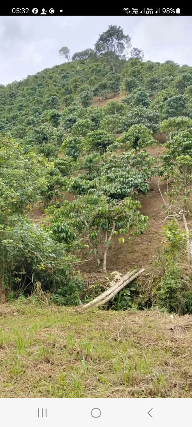 Đất Farm 8 Sào Đạ Đờn Lâm Hà - Giá 800 triệu - Cơ hội đầu tư hấp dẫn!