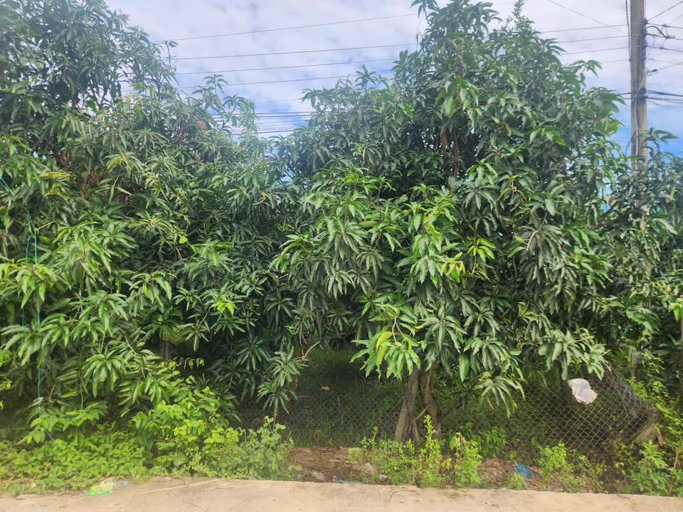 Đất nền Suối Cát Cam Lâm 492m² giá 3.641 tỷ - Tiềm năng đầu tư vượt trội!