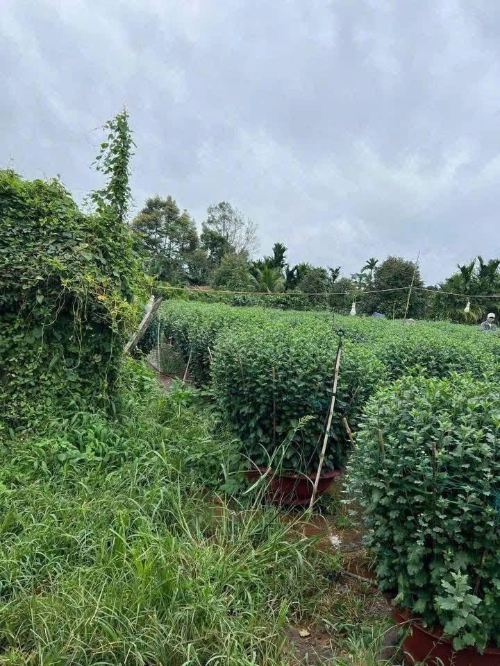 Đất nền Tân Tiến, Krông Pắc 185m² giá 500 triệu - Đường thông tứ hướng, dân cư đông đúc!