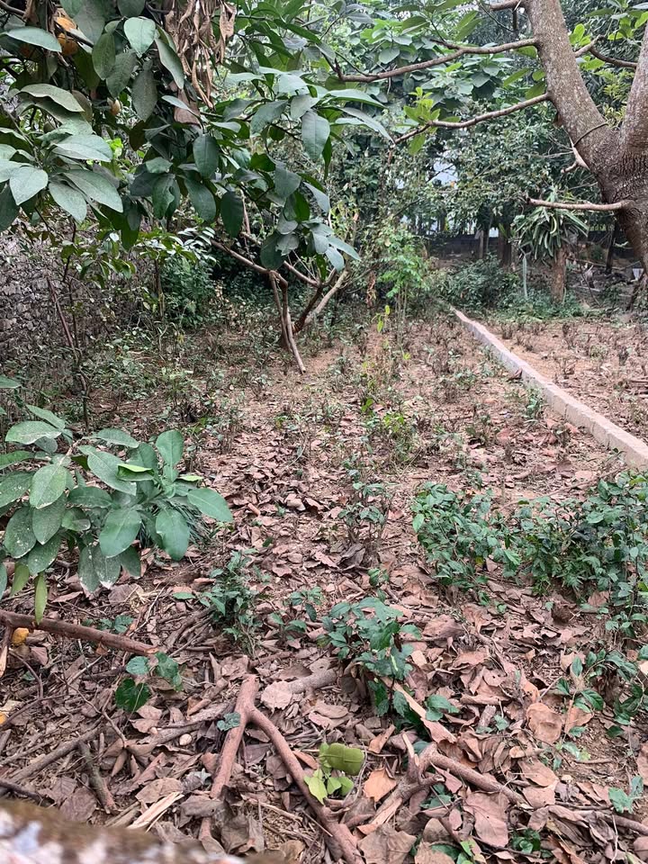 Đất nền Cao Dương Lương Sơn 121m² giá chỉ 680 triệu - Cơ hội đầu tư hấp dẫn!