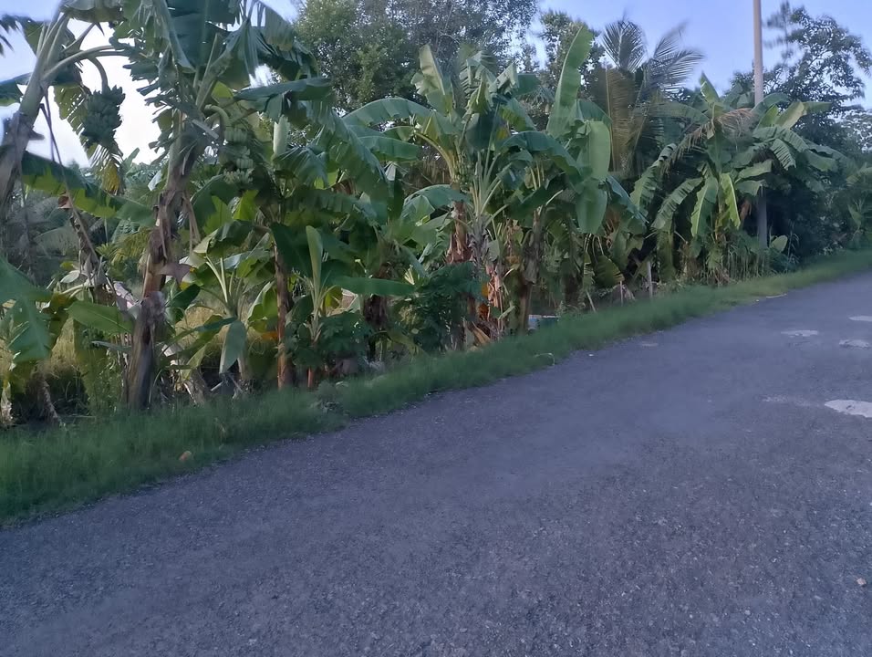 Đất nền 1500m² Trường Long Vàm Bi - Giá chỉ 1.95 tỷ, thích hợp nghỉ dưỡng!