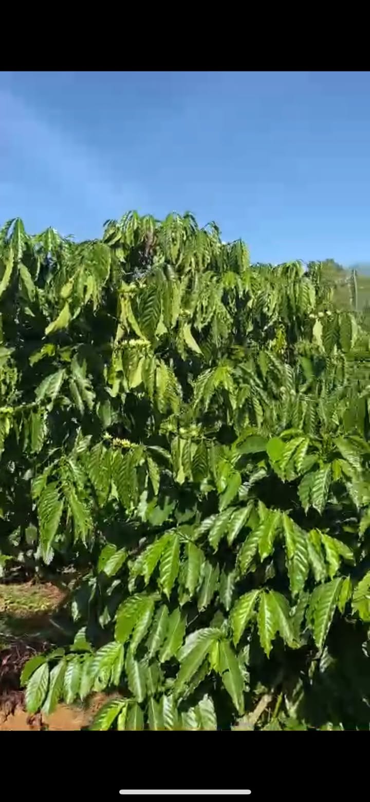 Đất nền Lộc An Bảo Lâm 13.320m² giá 1.8 tỷ - Cơ hội đầu tư sinh lời!