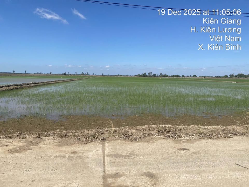 Đất trồng lúa 2 mặt tiền kênh T3, xã Hoà Điền, 24,856m² - Giá chỉ 3 tỷ!