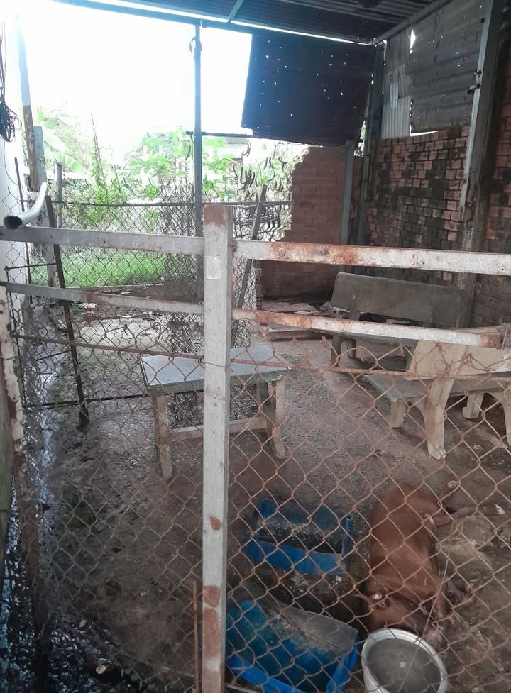 Đất thổ cư ấp Lộc Trung, Cần Giuộc 36m² giá 350 triệu - Không quy hoạch, sẵn sàng giao dịch!