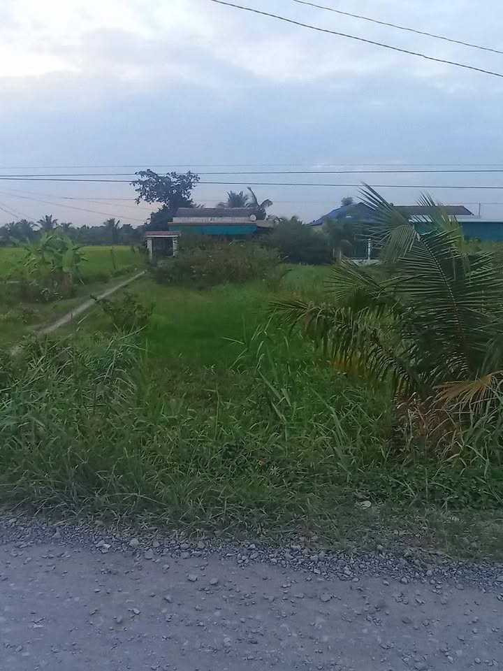 Đất nông nghiệp mặt tiền Đa Xanh, Mỹ Phú, Thủ Thừa, Long An 1.600m² - Giá chỉ 2.4 tỷ!