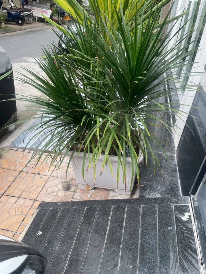 Nhà phố Nguyễn Văn Trỗi, Sóc Trăng 46.4m² giá 5.88 tỷ - Tiềm năng kinh doanh lớn!