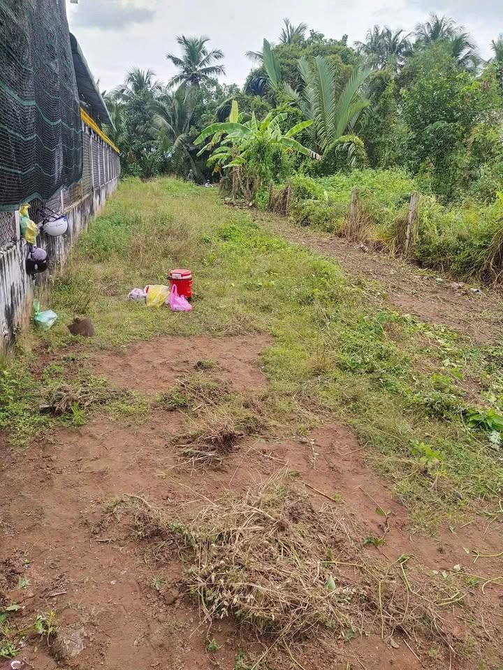 Đất nền mặt tiền đường Sơn Đông, Bến Tre 455m² giá chỉ 3 triệu/m² - Cơ hội đầu tư tuyệt vời!