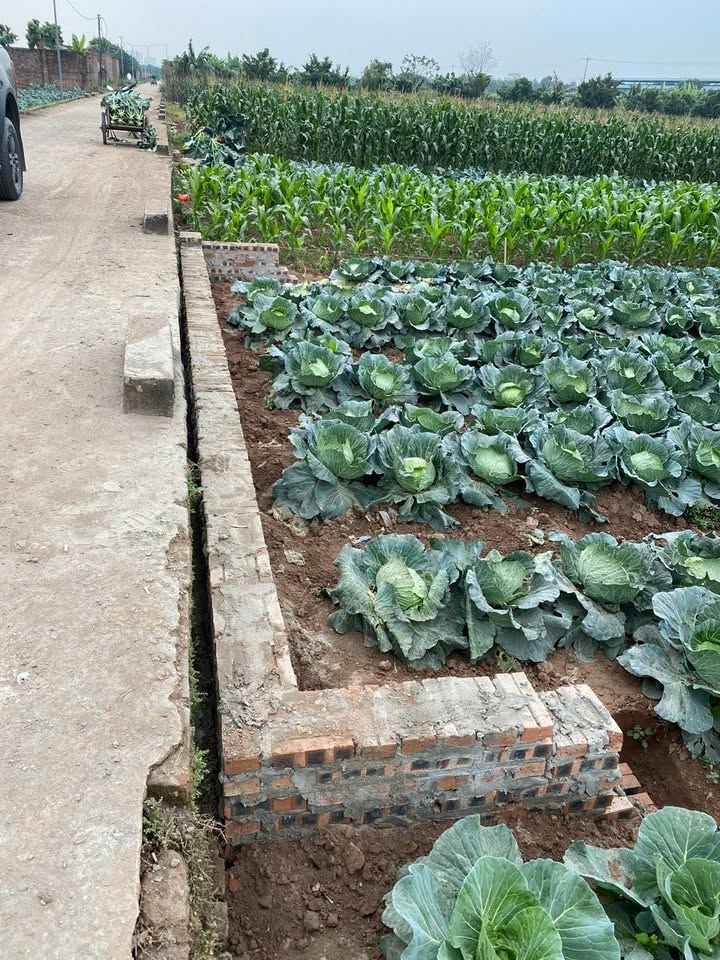 Đất tại xã Song Phương, Hoài Đức 384m² - Sổ hồng chính chủ, giá thỏa thuận!