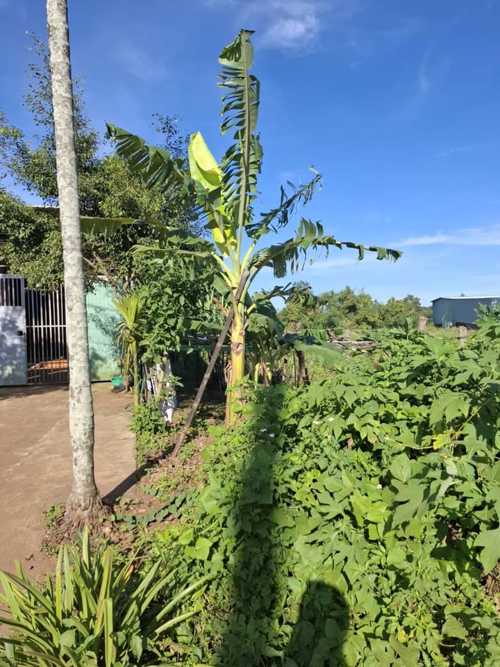 Bán đất mặt tiền đường Hàm Nghi, Pleiku 250m² - Đầu tư sinh lời ngay!