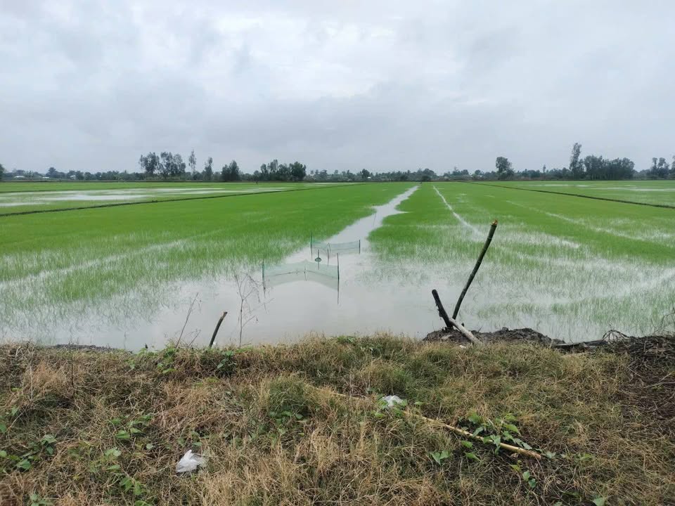 Đất nông nghiệp 20.000m² tại Trường Xuân, Thới Lai - Giá chỉ 178 triệu/công!