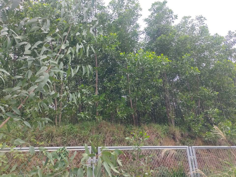 Đất rừng 54 sào tại Bình Long, Bình Sơn, Quảng Ngãi giá 1.89 tỷ - Đầu tư sinh lời ngay!