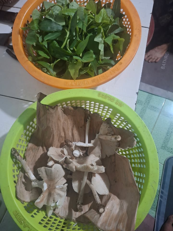 Đất nền Tịnh Bắc, Quảng Ngãi 100m² giá chỉ 500 triệu - Đầu tư sinh lời hấp dẫn!