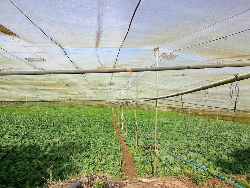 Đất nền Quảng Lập Đơn Dương 1620m² giá chỉ 1.2 tỷ - Sổ đỏ chính chủ!