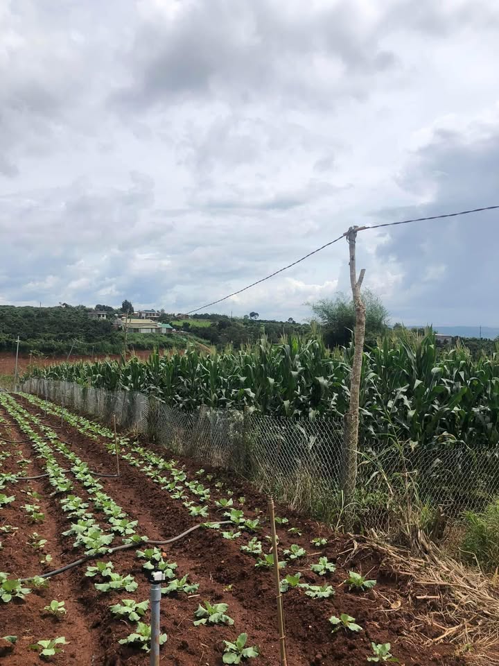 Đất thổ cư Tân Hà Lâm Hà 17m² giá 1.03 tỷ - Cơ hội đầu tư hấp dẫn!