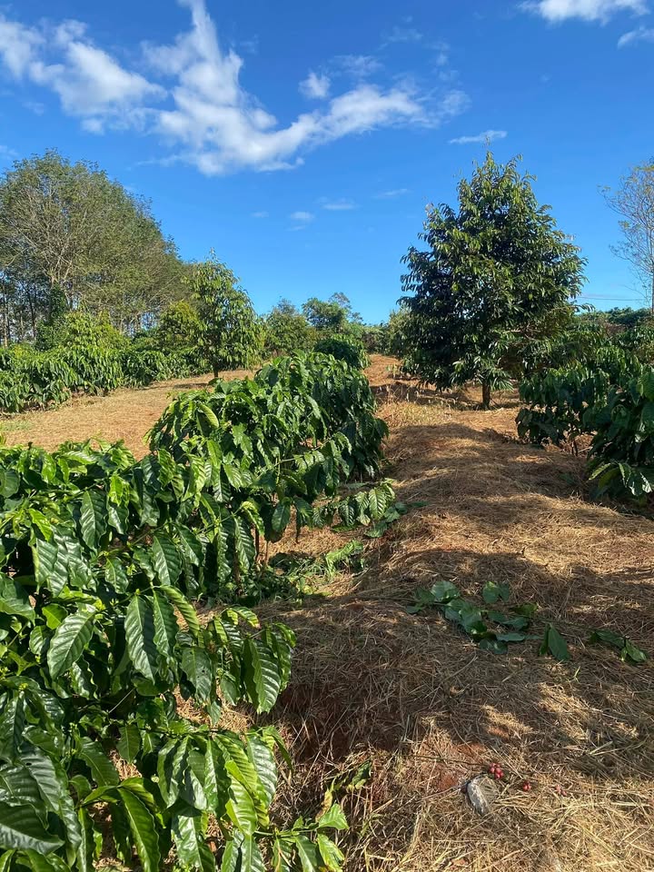 Đất nền Ia Tôr Chư Prông 10,000m² - Cơ hội đầu tư hấp dẫn!