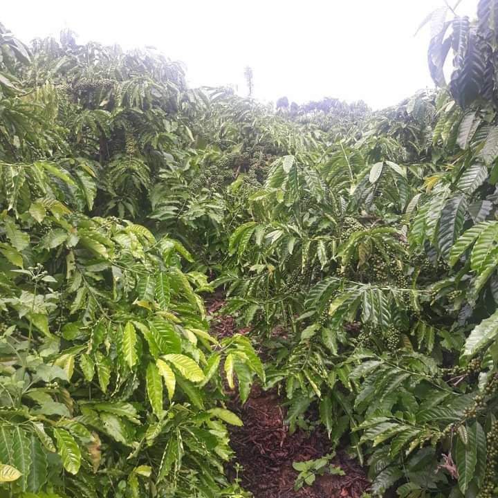 Đất nền Liên Hà Đông Anh 1000000m² giá 750 triệu - Đầu tư sinh lời tiềm năng!