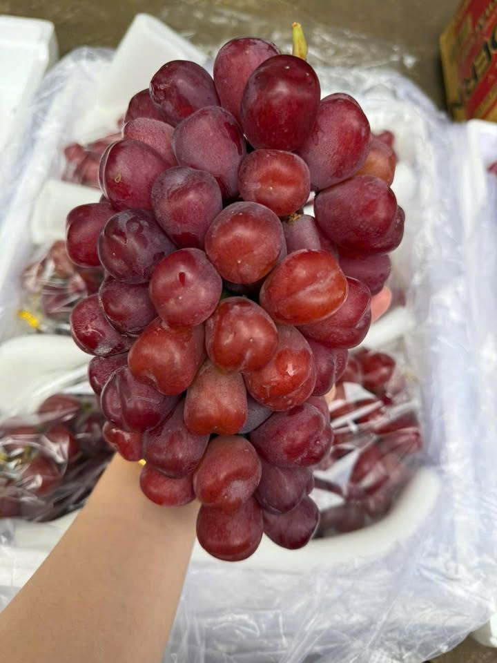 Đất nền 5000m² tại Tân Lập, Buôn Ma Thuột - Giá chỉ 2.55 tỷ, cơ hội đầu tư tuyệt vời!