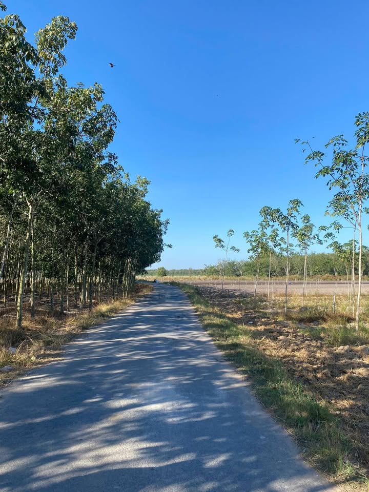 Đất cao su Thạnh Bình, Tân Biên 20.000m² giá 1.7 tỷ - Mặt tiền đường nhựa rộng rãi!